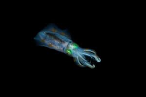 Der Tintenfisch und sein genetischer Code: Faszinierende Entdeckungen