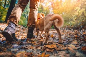 Trekking mit Hunden: Diese Rassen eignen sich bestens dafür
