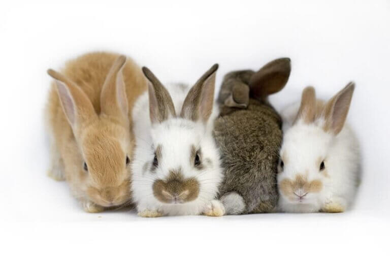 Vestibular-Syndrom bei Kaninchen - alles Wissenswerte