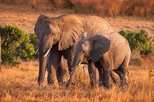 Wilde Elefanten: Interessante Fakten über ihr Verhalten