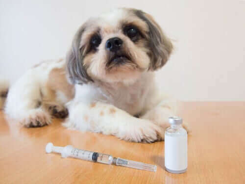 Diabetes - Hund vor Insulinspritze