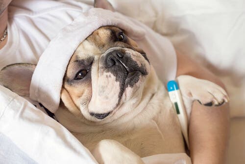 Grippe bei Haustieren - Hund mit Fieber