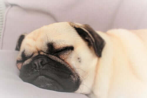 Hunde schnarchen - schlafender Hund