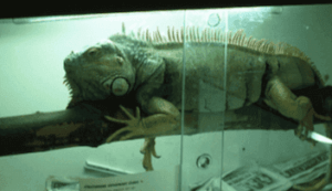 Reptilien - Leguan