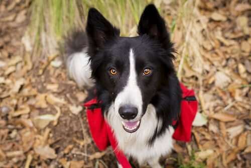 Trekking mit Hunden - Border Collie