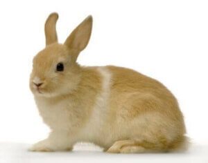 Vestibular-Syndrom - braunes Kaninchen