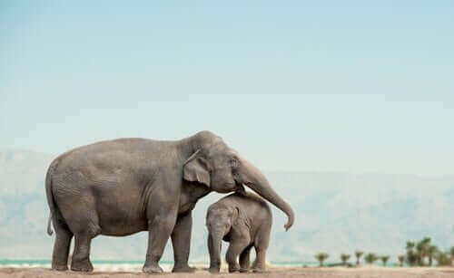 Wilde Elefanten - Mutter mit Jungtier