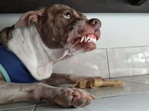 ernährungsbedingte Aggressionen - Hund verteidigt Knochen