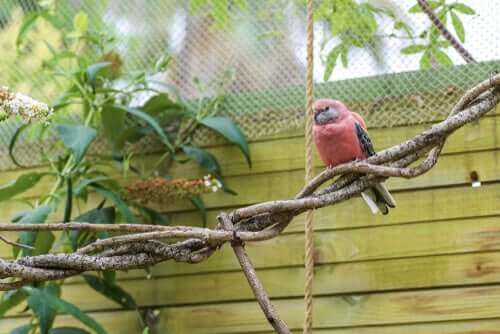 Bourkesittiche - im Käfig