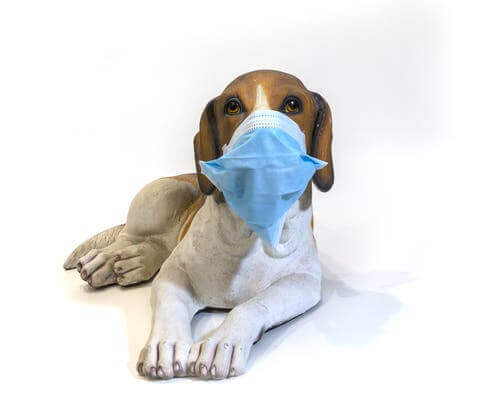 Grippe bei Haustieren - Hund mit Mundschutz