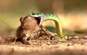 Reptilien - Schlange frisst einen Frosch