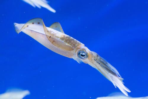 Tintenfisch - schwimmt nach oben
