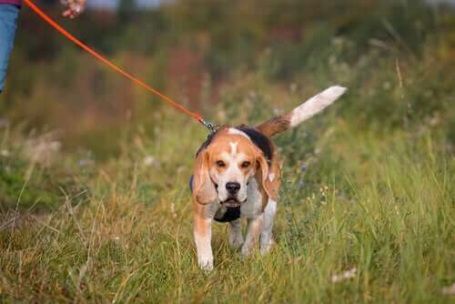 Trekking mit Hunden - Beagle
