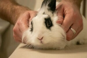 Vestibular-Syndrom - Kaninchen beim Tierarzt