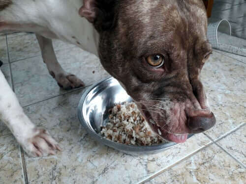 ernährungsbedingte Aggressionen - Hund verteidigt Futternapf