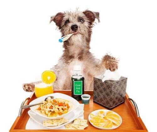 Grippe bei Haustieren - kranker Hund vor einem Frühstückstablett