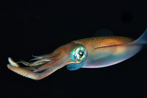 Tintenfisch - Kalmar