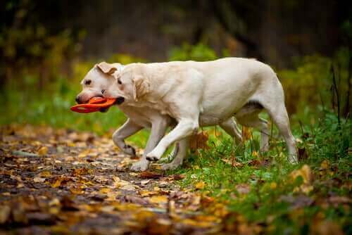Trekking mit Hunden - Labrador