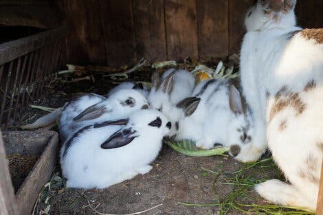 Vestibular-Syndrom Bei Kaninchen - Alles Wissenswerte - Deine Tiere