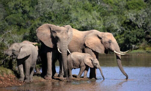 Wilde Elefanten - am Wasserloch