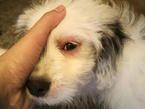 Augeninfektion bei Hunden: Arten und Behandlung