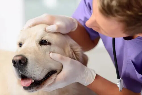 Augeninfektion bei Hunden untersuchen