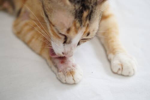 Schorf bei Katzen: Ursachen, Symptome und Behandlung