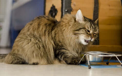 Diabetes bei Katzen vorbeugen mit der richtigen Ernährung