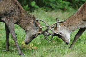 Die Konkurrenz unter den Pflanzenfressern in freier Wildbahn