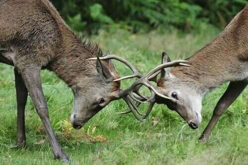 Die Konkurrenz unter den Pflanzenfressern in freier Wildbahn - Deine Tiere