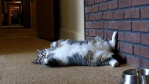Diabetes bei Katzen - Katze auf dem Rücken