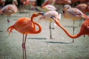 Konkurrenz - Flamingos