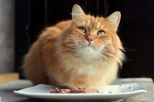 Diabetes bei Katzen - Diät