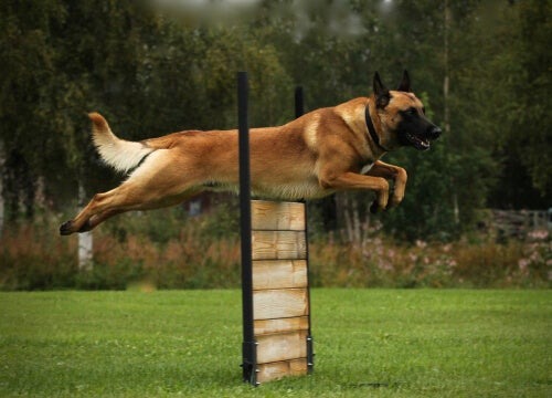 Sportliche Aktivitäten für Hunde: Alles Wissenswerte!