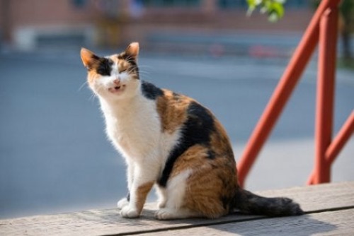 Chronischer Husten bei Katzen