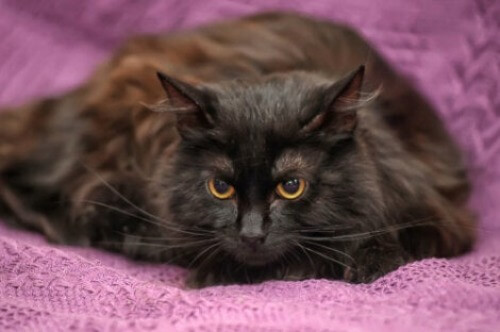 Fellfarbe bei Katzen