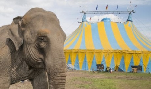 Elefant im Zirkus