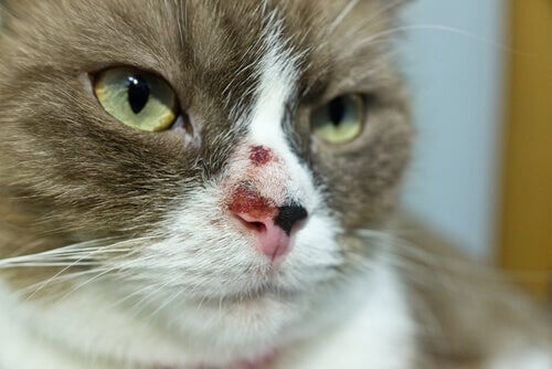 Hautkrebs bei Katzen: Ursachen und Behandlung
