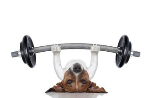 Sportliche Aktivitäten: Hund beim Gewichtheben