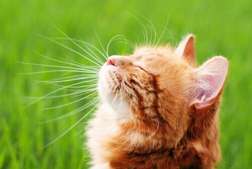 Immunsystem deiner Katze stärken: Darauf solltest du achten