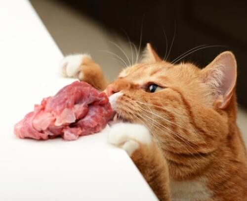 Katze klaut Fleisch