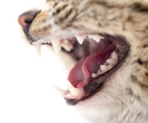 Katze zeigt ihre Zähne