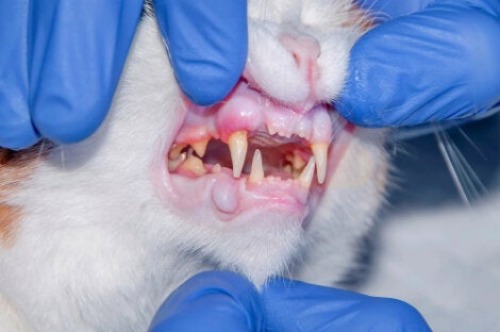 Katzenzähne überprüfen