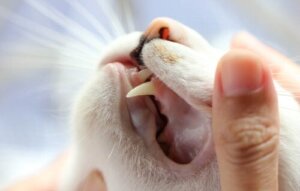 Katzenzähne: Was du darüber wissen musst