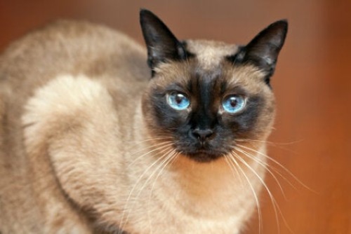 Siamkatze
