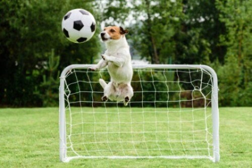 Sportliche Aktivitäten - Hund beim Fussballspielen