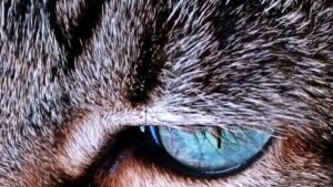 Warum verändert sich die Fellfarbe bei Katzen?