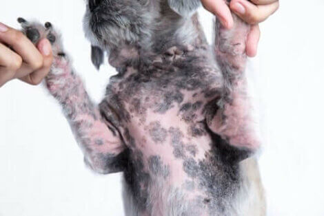 Atopische Dermatitis bei Hunden: Behandlungsmöglichkeiten