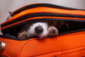 Verstecken: Welche Gründe hat dieses Verhalten von Hunden?
