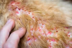 atopische Dermatitis - bei Hunden